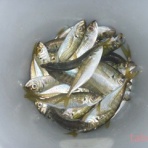 tabe's Fishing blog