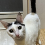 しゃーねこ家のblog