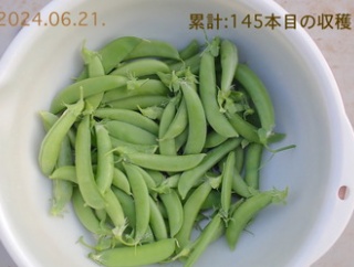 爆採れ「スナップエンドウ」！「サクサク王子ネオ」種蒔き！「マクワウリ」発芽！