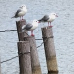 Web東京荏原都市物語資料館