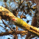 観察記録空白だった千葉県でのアオゲラの観察記録