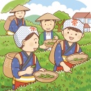 【クリップアート】茶畑で茶摘み体験をする子供たちのイラスト