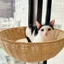 里親さんが決まった猫たち(3/29～)