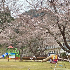 飛騨かなやまの桜　開花状況 2026
