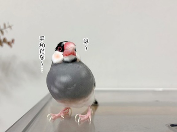 セラくんの傷