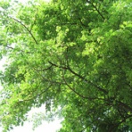 省エネ間取りの検証ブログ・建もの燃費ナビ・構造EX・日射取得日射遮蔽・パッシブハウスジャパン　　Architecture@ism一級建築士事務所