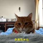 にゃんこ三昧な生活