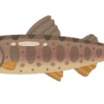 渓流の魚を食ったことある奴ちょっと来てくれｗｗｗｗｗｗｗｗｗｗｗｗｗｗｗｗｗｗｗｗｗｗｗｗｗｗｗｗｗｗｗｗｗｗｗｗｗｗ