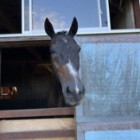 『オニヤンマ』の画像