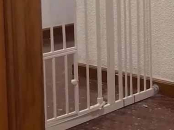 【ネコの個性】 廊下にはペットゲートがあった。脳筋と頭脳派！ → ２匹はそれぞれこうします…