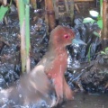 野鳥ヒクイナの水浴び＆羽繕いを撮る🐦（多々良沼公園）