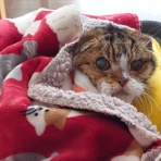 にゃんこ三昧な生活