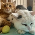 里親募集中の3匹の猫に会ってきました