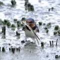 2026年5月7日の野鳥公園