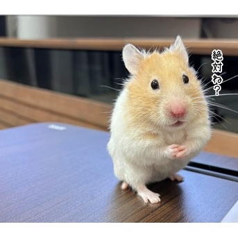 今日のプリン(3/9追記)