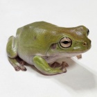 『両生類入荷情報！』の画像