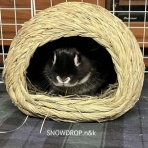 SNOWDROP.n&kのサクサク日記