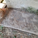 こっこ🐔🐔🐔　4歳と8ヶ月目【すみっこぐらし🐔】