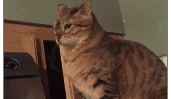【画像】このgifみて笑ったら寝ろwwwwwwwwww