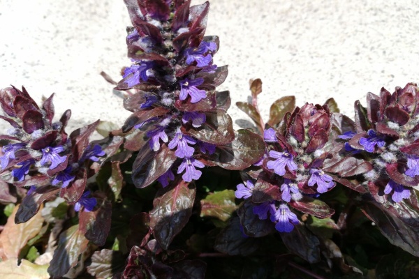 草津温泉を歩く 年04月