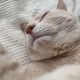 どうも、猫です。😁