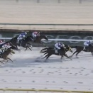 根岸ステークスの回顧