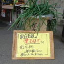 家庭菜園【葉玉ねぎ】収穫！宜しかったらど～ぞ♪