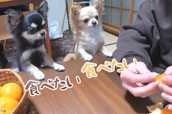 ペット動画まとめch チワワ