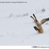 犬神家かな？雪に刺さった狐が激写される。シュールな野生動物の写真コンテストが話題