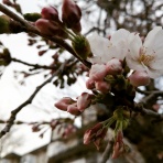 きららかなる猪苗代より　森の中の小さな隠れ宿ヴェルレーヌブログ