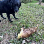 ボーシュマン日記