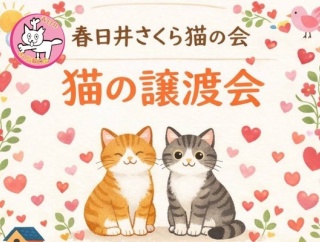 2/14(土)14:00～16:00で猫の譲渡会。小牧勤労センター2階にて（小牧市上末）
