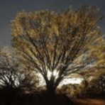 気ままなカメラアイ。