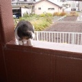 猫に小判を与えたら。 埋蔵金:千八百六拾壱両 お前えぇ~加減にしぃ~やぁ~。