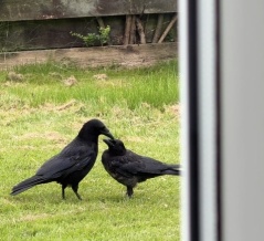 ◎カラスさん一家◎