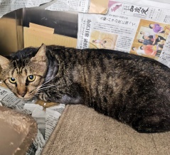 その名は ロク　５