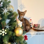 おうちごはんとおかしとねこ