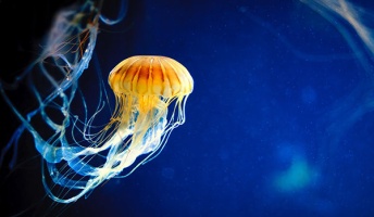 生物学で面白い話や雑学『フグは自分で毒を作れない』