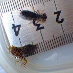 富士山トンボ池通信