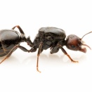 バルバルスクロナガアリ産卵開始！