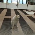 秋田犬の里ふたたび(2026.7)