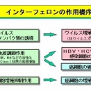 三石巌16（インターフェロン）