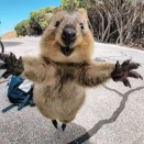 外国人「無料のセラピーになる動物の癒やされる写真を集めてみたｗｗｗ」