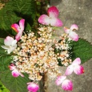 山紫陽花