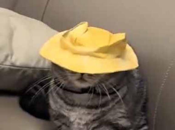 ネコが帽子をかぶっていた。脱ぎたいけど脱げない！ → ちょっとマイケル・ジャクソンです…