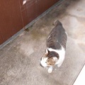 猫に小判を与えたら。 埋蔵金:千八百六拾壱両 お前えぇ~加減にしぃ~やぁ~。