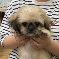 8月後半にお迎えされた子