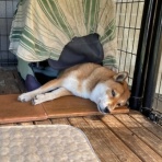 黒四つ四国犬・まろの日々