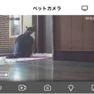 ドレミの日記　～no cat no life. I am a widow.～
