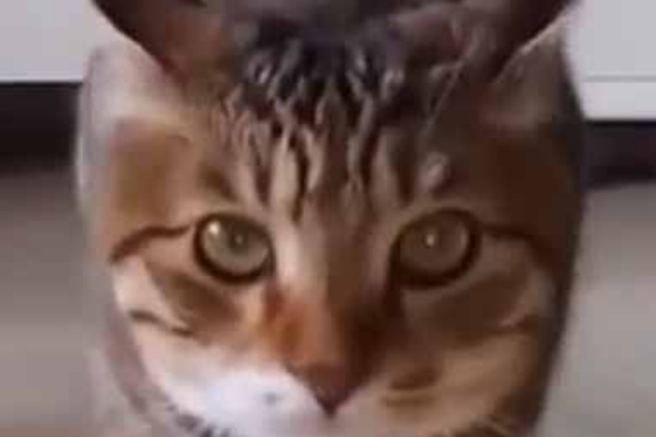 猫の動画 ねこわん！ - シンクロ